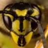 Bio-Machine Wars : How Bees Are Trained To Detect Explosives, A Tale of Alien Tech, And Human Manipulation