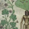Alchimia Medioevale : La Mandragora , La Pianta Dualistica Con le Radici Umane