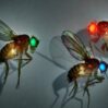 Frontiera Genetica : La Oxitec di Bill Gates Sta Rilasciando Milioni di Zanzare Geneticamente Modificate Negli Stati Uniti e Altrove