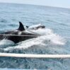 Rivolta Contro il Mondo Moderno : Perchè Le Orche Hanno Iniziato ad Attaccare Le Barche